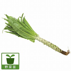 [26年8月下旬予約]茎レタス（山くらげ）苗3号ポット 12株セット