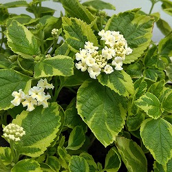 ランタナ：斑入りホワイト3号ポット