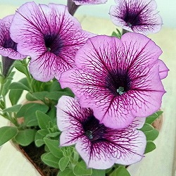 [26年5月中下旬予約]ペチュニア：華劇（かげき）　バイオレットアイス3.5号ポット