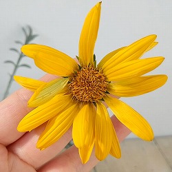 ガザニア：タレント　イエロー（芯白）3.5号ポット