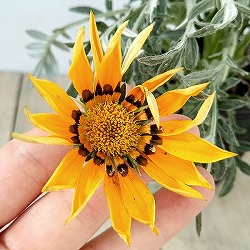 ガザニア：タレント　オレンジ（芯黒）3.5号ポット