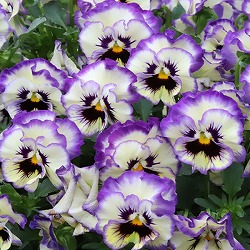 MSKガーデン小輪フリンジビオラ：ブルーパンダ3号ポット 6株セット