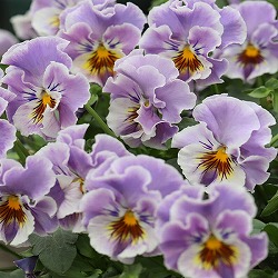 MSKガーデン小輪フリンジビオラ：和モダンクラシックカラースモーキーブルー3-3.5号ポット 6株セット