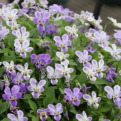 [送料無料]MSKガーデン極小輪ビオラ：フルーレット　宝石ラビット3号ポット 12株セット