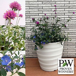 PW寄せ植えセット（10号プラ鉢）：ゴンフレナ＆ダイアモンドフロスト＆エボルブルス