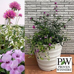 PW寄せ植えセット（10号プラ鉢）：ゴンフレナ＆ダイアモンドフロスト＆スーパートレニア（ピンク）