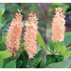 園芸ネット本店｜ジャカランダ：日南ブルー6号鉢植え の通販【公式】