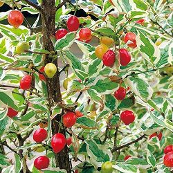 西洋サンシュユ（コーネリアンチェリー）：バリエガータ3.5号ポット