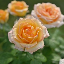 （開花予定株）デルバールローズ：コート・ドール6号角鉢植え*(バラ)