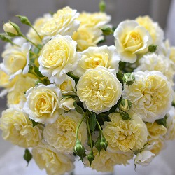 （開花予定株）シュラブローズ：プリュネル6号角鉢植え*