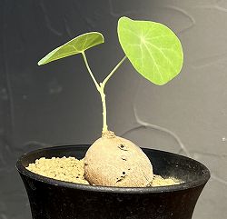 ステファニア：エレクタ　3号鉢植え