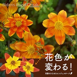 [送料無料]ビデンス：天使のきらめきエンジェルチーク3.5号ポット 20株セット