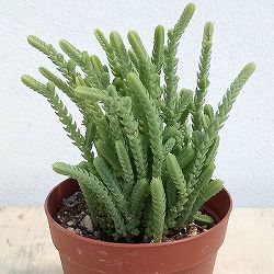 クラッスラ：若緑（わかみどり）2.5号