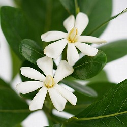 [26年4月下旬予約]タヒチクチナシ（ティアレタヒチ）：ドワーフティアレ4号ポット