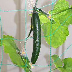 キュウリ：夏すずみ自根苗3号ポット 2株セット