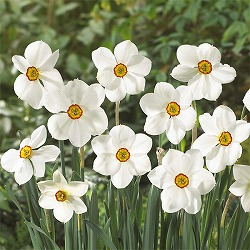 水仙：アクテア　4球セット