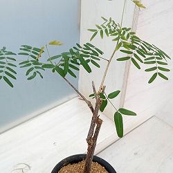 デロニクス：デカリー 3号鉢植え