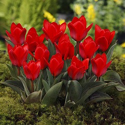 チューリップ：ショーウィナー20球セット