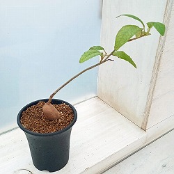ランネア：エデュリス　2.5号鉢植え