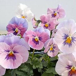 [送料無料]うえたコレクションビオラ：はんなり小町3.5号ポット 12株セット