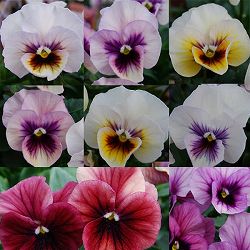 うえたコレクションビオラ：ディアーナ3.5号ポット 6株セット