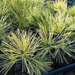 マツ（松）：黄金赤松（オウゴンアカマツ）6号硬質ポット