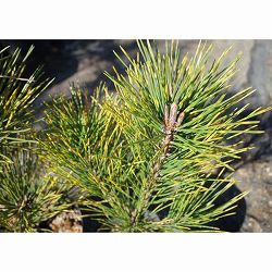 マツ（松）：虎斑黒松（トラフクロマツ）6号硬質ポット