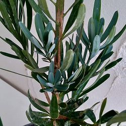 マキ（イヌマキ）：アイシーブルー6号ポット