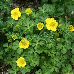 トロリウス（西洋キンバイソウ）：プミルス3号ポット