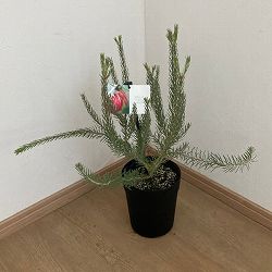 [25年9月中下旬予約]カロタムス ダスティーグレー5号鉢植え
