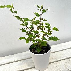 マルベリー（桑・クワ）：ドワーフマルベリー4号鉢植え