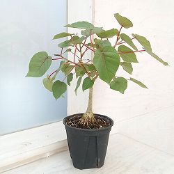 フィカス：ぺティオラリス　4号鉢植え