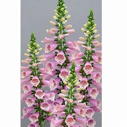 [送料無料]ジギタリス（フォックスグローブ）：ドッティウォームローズ3-3.5号ポット 24株セット