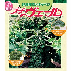 プチヴェール 3.5号ポット 4株セット