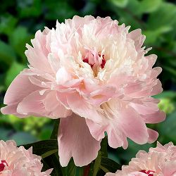 [25年10月中下旬予約]シャクヤク（芍薬）： アラーティエ　4号ポット