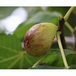 イチジク：ロイヤルビンヤード6号鉢植え
