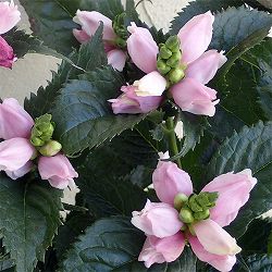 スピードリオン：ピンク3.5号鉢植え