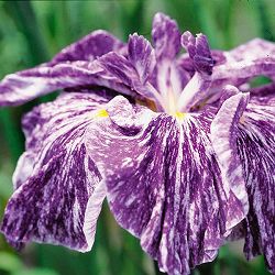 ハナショウブ（花菖蒲）：昇仙峡（ショウセンキョウ）3号ポット