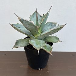 アガベ：チタノタ ホワイトアイス　4.5号