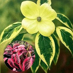 ヤマボウシ：イロドリ（彩）6号ポット