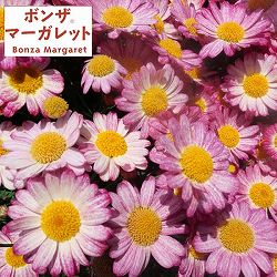 [送料無料][25年10月中下旬予約]ボンザマーガレット：サンライズピンク3.5号ポット20株セット(R)