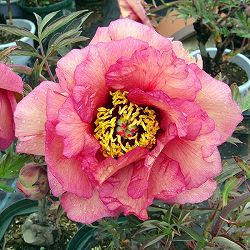 [26年3月中下旬予約]牡丹（ぼたん）：ゴーギャン3年生苗 6号ポット*