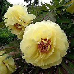 [26年3月中下旬予約]牡丹（ぼたん）：ハイヌーン2～3年生苗 6号ポット*