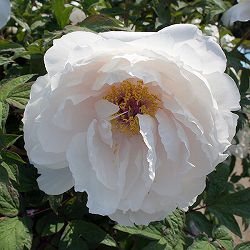 [26年3月中下旬予約]牡丹（ぼたん）：玉兎（たまうさぎ）3年生苗 6号ポット*