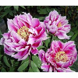 [26年3月中下旬予約]牡丹（ぼたん）：笑獅子（わらいじし）3年生苗 6号ポット*