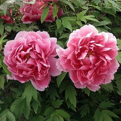 [26年3月中下旬予約]牡丹（ぼたん）：新七福神（しんしちふくじん）3年生苗 6号ポット*