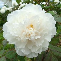 [26年3月中下旬予約]牡丹（ぼたん）：扶桑司（ふそうつかさ）3年生苗 6号ポット*