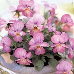 ビオラ：ビビ ピンクアンティーク3-3.5号ポット 2株セットy