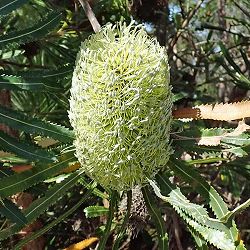 [ザ・ファームセレクト]バンクシア：アエムラ（ウォルムバンクシア）6号鉢植え