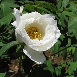 [26年3月中下旬予約]牡丹（ぼたん）：白王獅子（はくおうじし）3年生苗6号ポット*